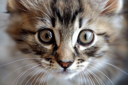 Close-up of a cute kitten's face. photo