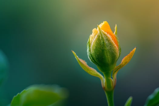 Nature Background of a Tiny Flower Bud photo