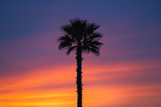 Single palm tree silhouette against a  sunset nature background photo
