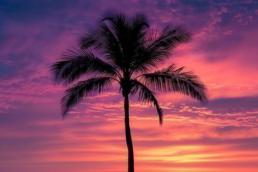 Single palm tree silhouette against a  sunset nature background photo