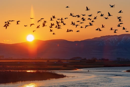 Panoramica flock of geese flying over a vast wetland during sunset nature background photo