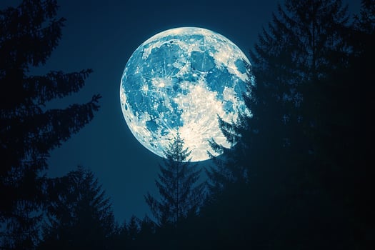 Tree Silhouettes Against a Full Moon Background Nature photo