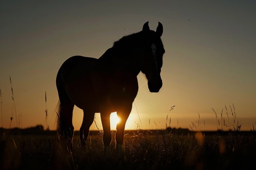 Silhouette of a Horse Against a Sunset Background Nature photo