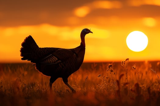 Silhouette of a Turkey Walking Through a Field During Sunset Background Nature photo