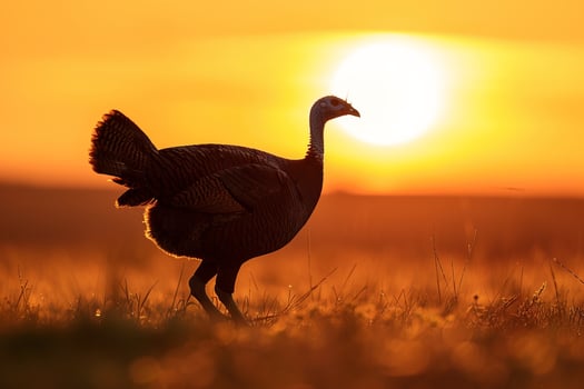 Silhouette of a Turkey Walking Through a Field During Sunset with Nature Background and Golden Horizon photo
