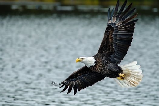 Bald Eagle Swooping Down to Catch a Fish from a Lake Nature Background photo