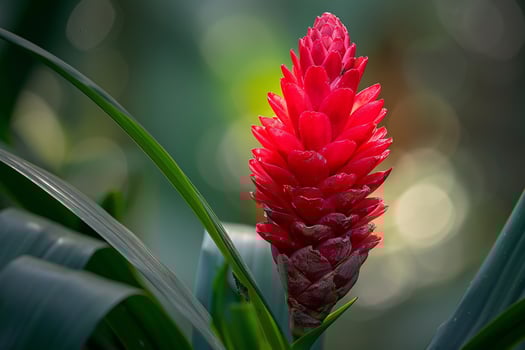 Red Ginger Flower in Tropical Rainforest Nature Background photo