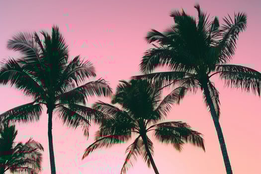 Palm Trees Silhouetted Against Pink Sunset Sky Dramatic Tropical  Nature Background photo