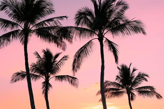 Palm Trees Silhouetted Against Pink Sunset Sky Dramatic Tropical  Nature Background photo