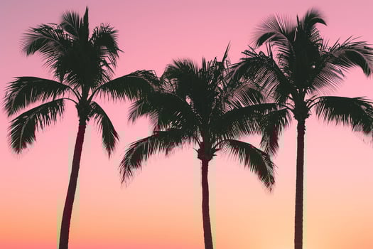 Palm Trees Silhouetted Against Pink Sunset Sky Dramatic Tropical  Nature Background photo