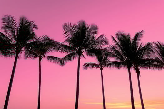 Palm Trees Silhouetted Against Pink Sunset Sky Dramatic Tropical  Nature Background photo