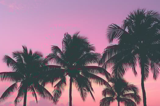 Palm Trees Silhouetted Against Pink Sunset Sky Dramatic Tropical  Nature Background photo