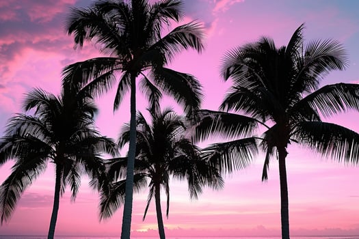 Palm Trees Silhouetted Against Pink Sunset Sky Dramatic Tropical  Nature Background photo