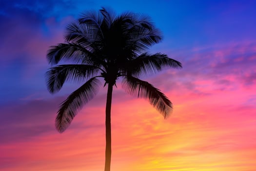 Single palm tree silhouette against a  sunset nature background photo