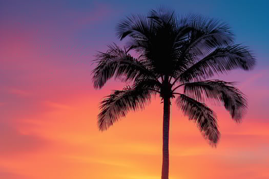 Single palm tree silhouette against a  sunset nature background photo