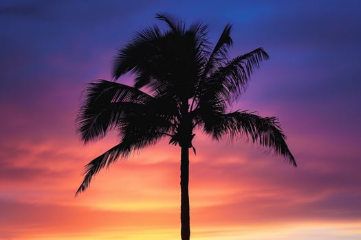 Single palm tree silhouette against a  sunset nature background photo