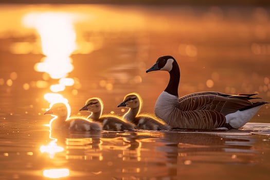 Canada Goose Family Gliding on Lake Surface   Nature Background photo
