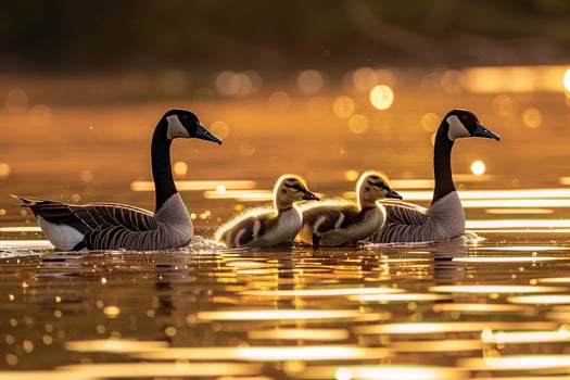 Canada Goose Family Gliding on Lake Surface   Nature Background photo