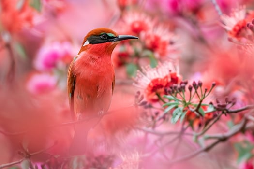 Southern Carmine Bee eater Amidst Blooming Acacia Flowers   Nature Background photo