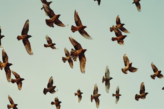 Flock of Birds in Flight. Nature Background photo