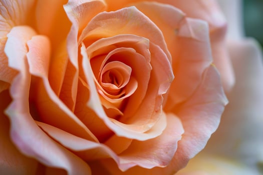 Nature Background of a Rose in Bloom photo