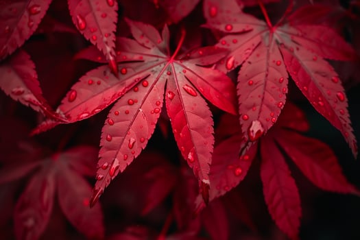 Nature Background of Bright Red Maple Leaves in Autumn with a Vivid Seasonal Decor photo