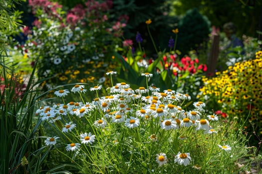 Shasta Daisy in a Sunny Garden with  Colors Nature Background photo