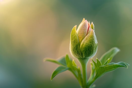 Tiny Flower Bud  Nature Background photo