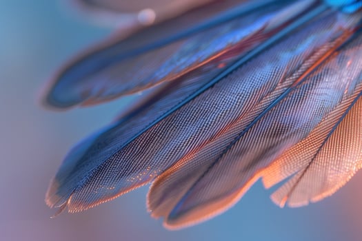 Hummingbird Feather  Nature Background photo