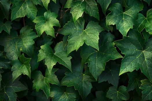 Portrait Green Vine Leaves Nature Background photo