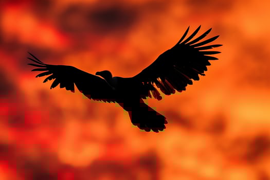 Vulture Soaring Against a Fiery Sunset Sky Background Nature photo