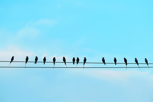 A Flock of Martins Perched on a Power Line During Migration. Background. Nature photo