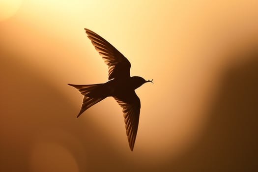 A Swift Darting Through the Sky Catching Insects. Background. Nature photo