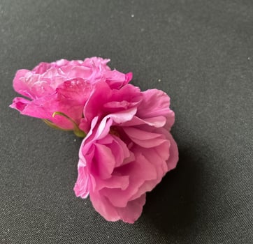 Two pink roses photo
