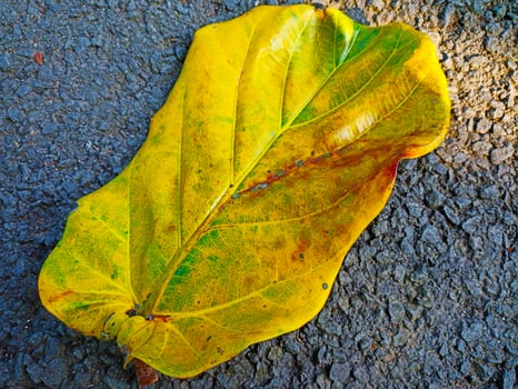 A yellow leaf laying on the ground photo