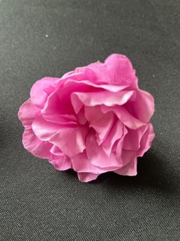 One pink rose photo
