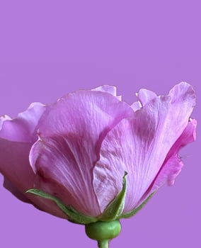 One pink rose in a pink background photo