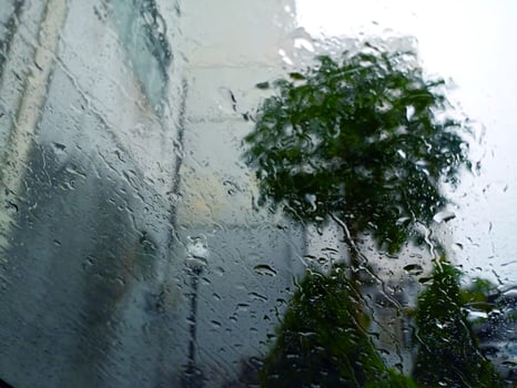 A tree in the rain photo