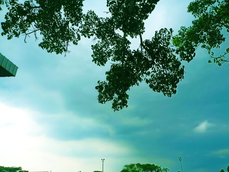 gray clouds are visible among the leaves photo