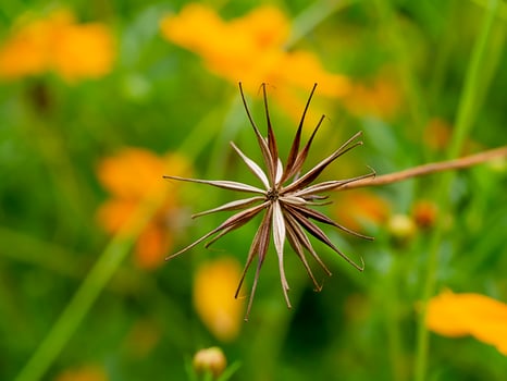 Close up three cosmos flower photo