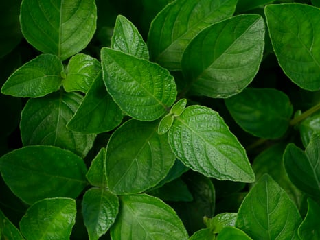 Close up Bell weed Ruellia prostrata plant. photo
