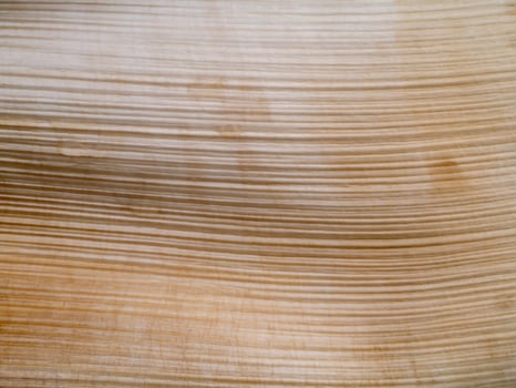 Close up bark of palm tree background. photo