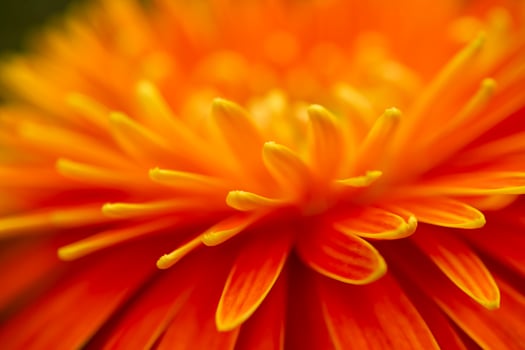 Close up and blur orange gerbera flower background. photo