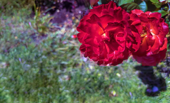 Beautiful Roses in the Garden. Peninsula Park Rose Garden in Portland, Oregon photo
