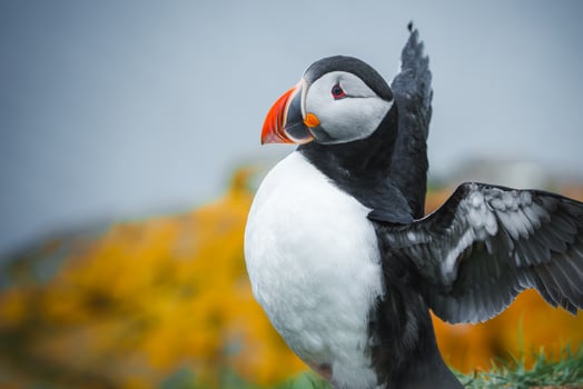 Close-Up of Atlantic Puffin with Partially Spread Wings in Iceland photo