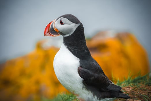 Close-Up of Atlantic Puffin on Grassy Cliff with Coastal Background in Iceland photo