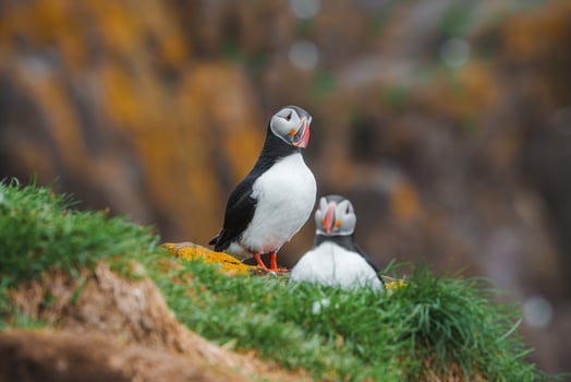 Two Atlantic Puffins on a Grassy Cliff in Iceland's Coastal Landscape photo