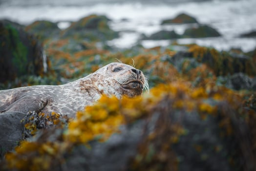 Seal Resting Among Moss-Covered Rocks on Rugged Icelandic Coastline photo