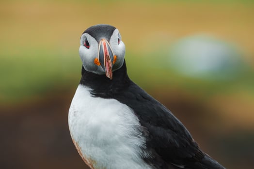 Close-Up of an Atlantic Puffin with Colorful Beak in Icelandic Habitat photo