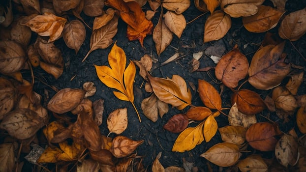 Exploring the Beauty of Fallen Leaves in a Forest Setting photo